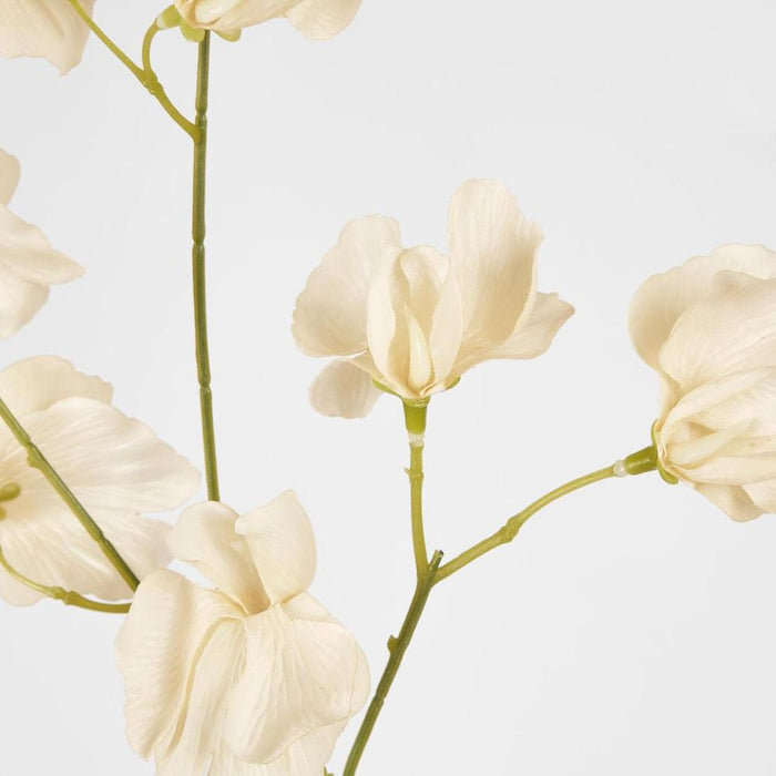 Jane Sweet Pea 60cm Off White - Pack of 12