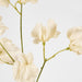 Jane Sweet Pea 60cm Off White - Pack of 12