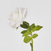 Walter Real Touch Rose Stem Ivory
61cm - Pack of 24