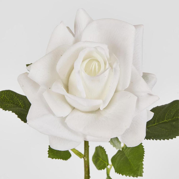 Walter Real Touch Rose Stem Ivory
61cm - Pack of 24