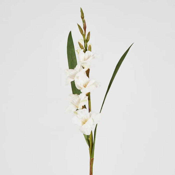 Gladiolus Spray White 84cm – Pack of 12