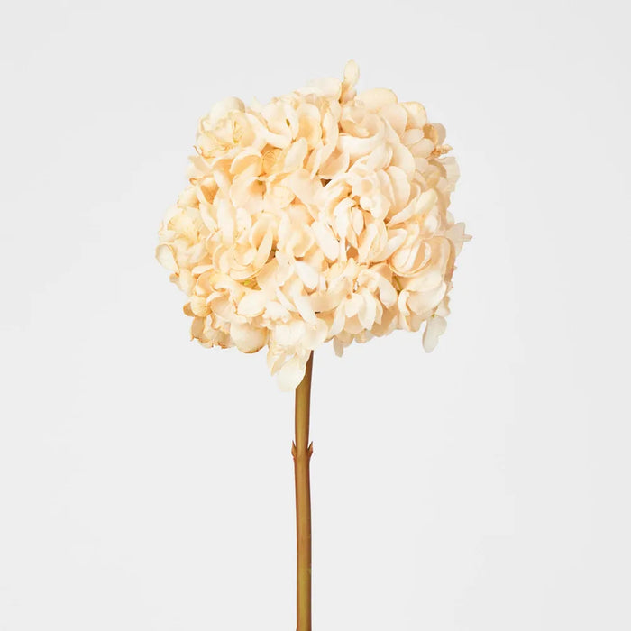 Dried Cream Hydrangea – Pack of 6