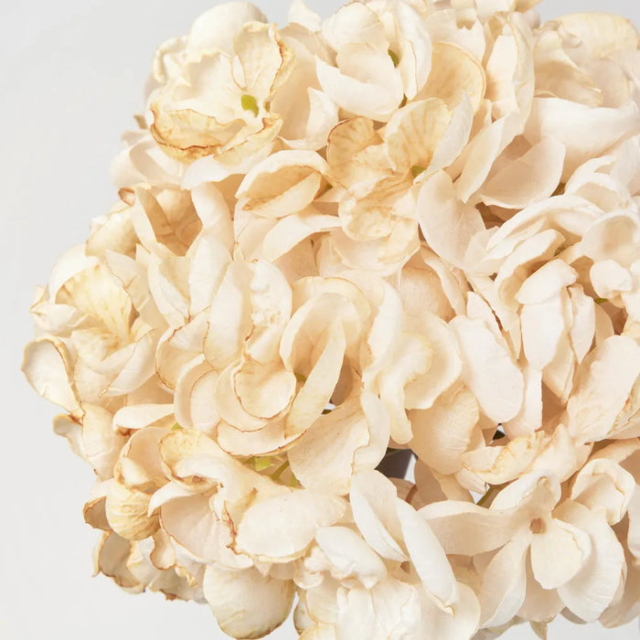 Dried Cream Hydrangea – Pack of 6