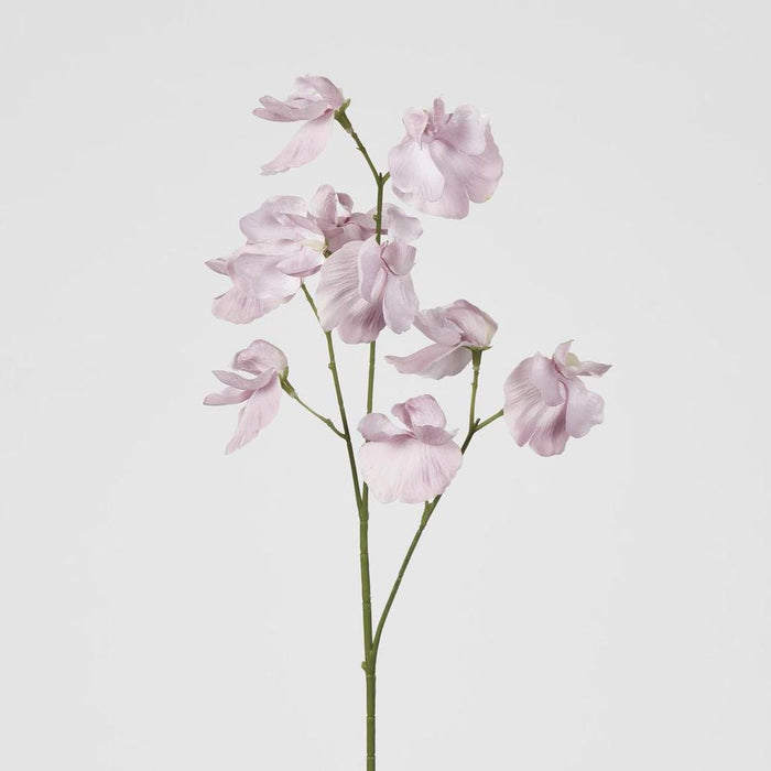 Jane Sweet Pea 60cm White & Purple - Pack of 12