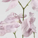 Jane Sweet Pea 60cm White & Purple - Pack of 12