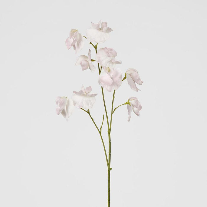 Jane Sweet Pea 60cm Pink - Pack of 12