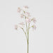 Jane Sweet Pea 60cm Pink - Pack of 12