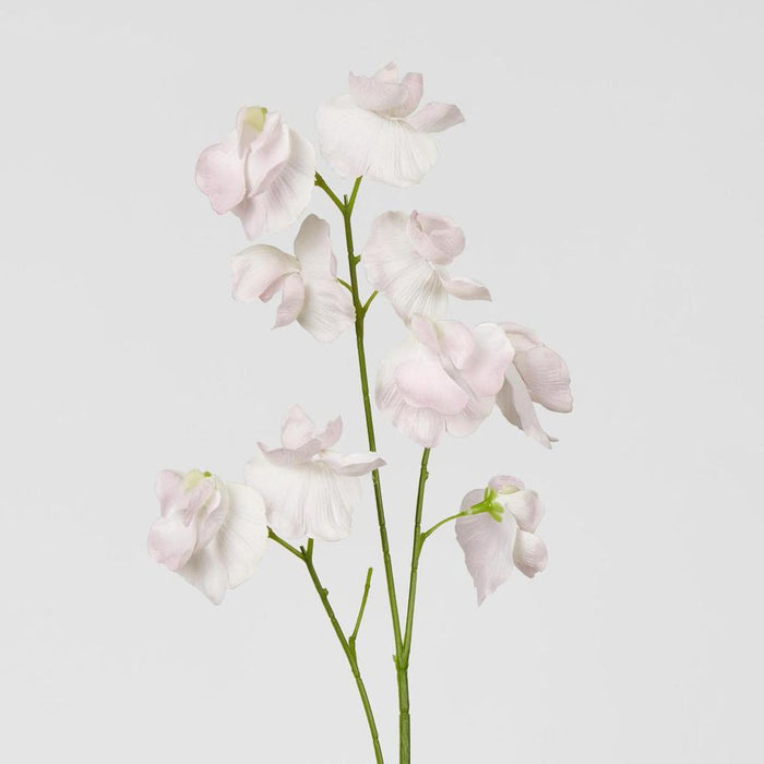 Jane Sweet Pea 60cm Pink - Pack of 12