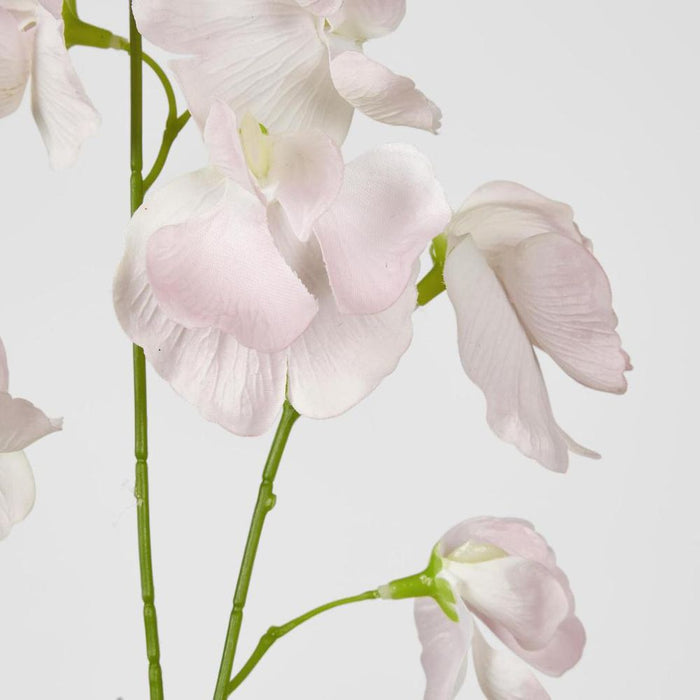 Jane Sweet Pea 60cm Pink - Pack of 12