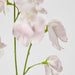 Jane Sweet Pea 60cm Pink - Pack of 12