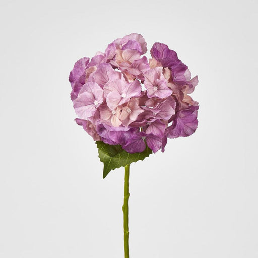 Susan Hydrangea Soft Touch Plum
52cm Purple - Pack of 12