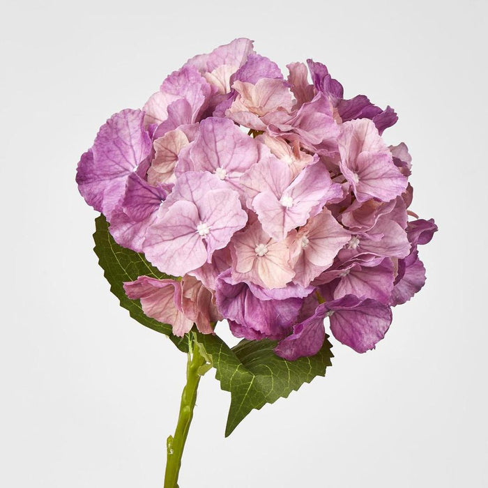 Susan Hydrangea Soft Touch Plum
52cm Purple - Pack of 12