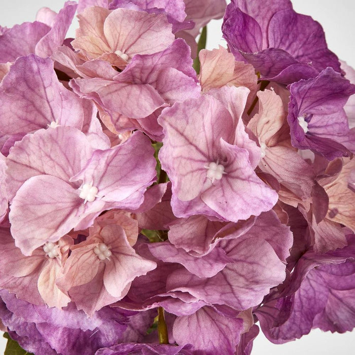 Susan Hydrangea Soft Touch Plum
52cm Purple - Pack of 12