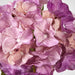 Susan Hydrangea Soft Touch Plum
52cm Purple - Pack of 12