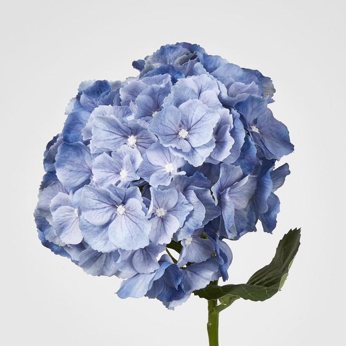 Susan Hydrangea Soft Touch Blue
52cm - Pack of 12