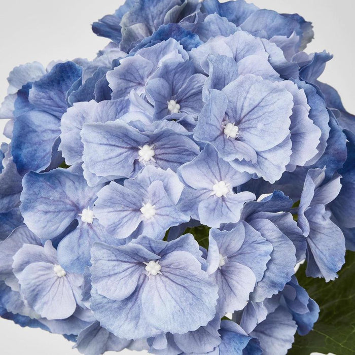 Susan Hydrangea Soft Touch Blue
52cm - Pack of 12