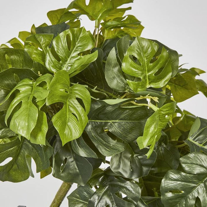 Monstera Split Philo Hanging Bush Green - Pack of 4