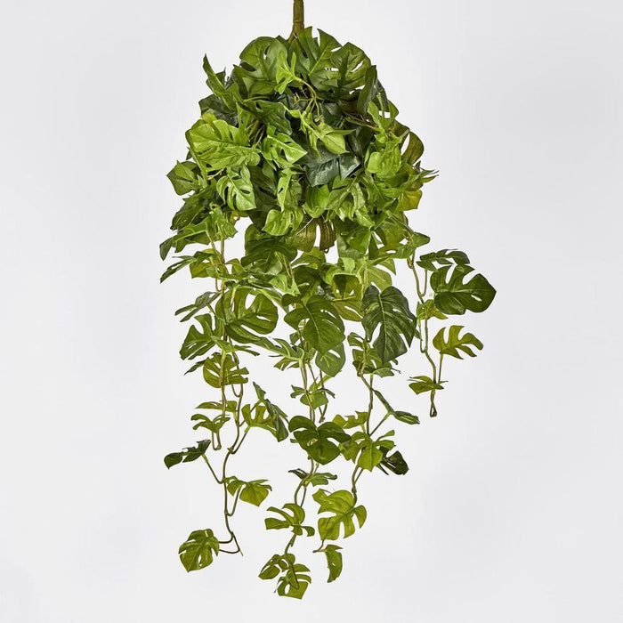 Monstera Split Philo Hanging Bush Green - Pack of 4