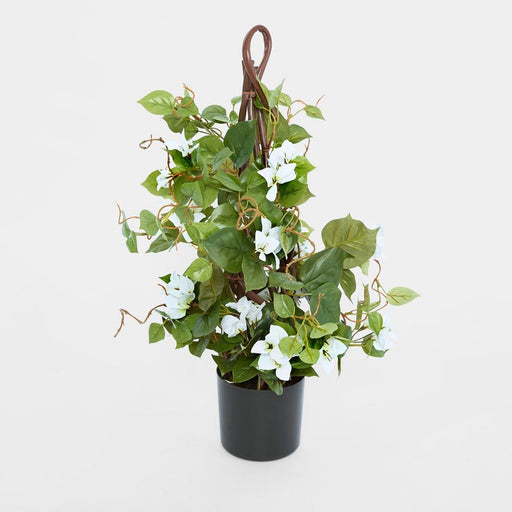 Climbing White Bougainvillea in Pot 65cm - Pack of 6
