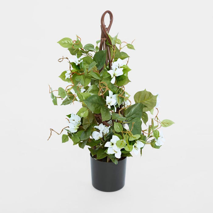 Climbing White Bougainvillea in Pot 65cm - Pack of 6