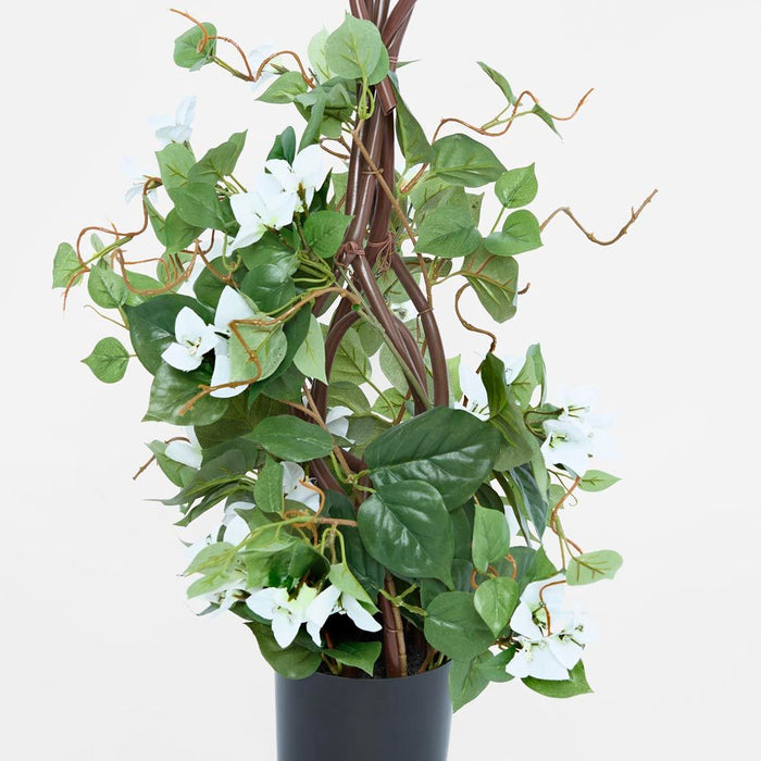 Climbing White Bougainvillea in Pot 65cm - Pack of 6