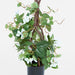 Climbing White Bougainvillea in Pot 65cm - Pack of 6