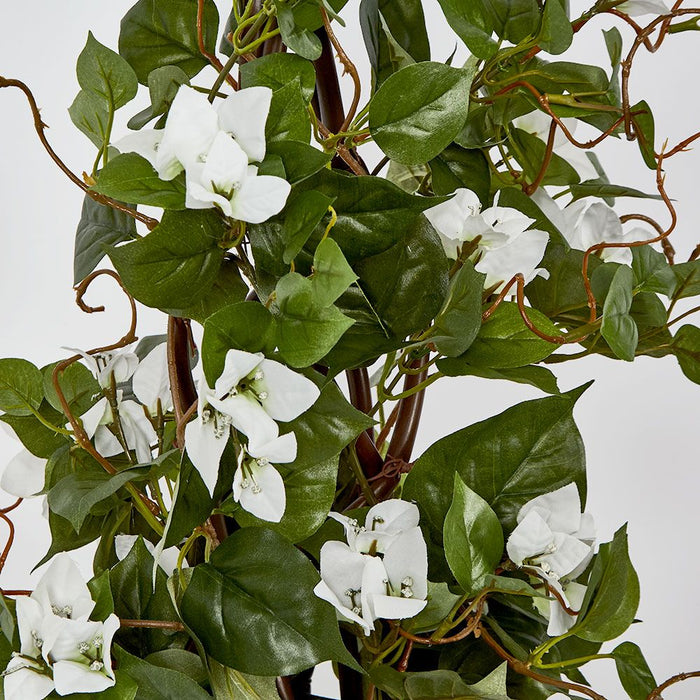 Climbing White Bougainvillea in Pot 65cm - Pack of 6