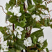Climbing White Bougainvillea in Pot 65cm - Pack of 6