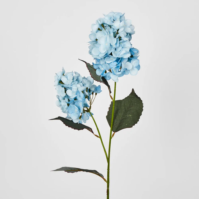 Light Blue Cone Hydrangea – Pack of 6