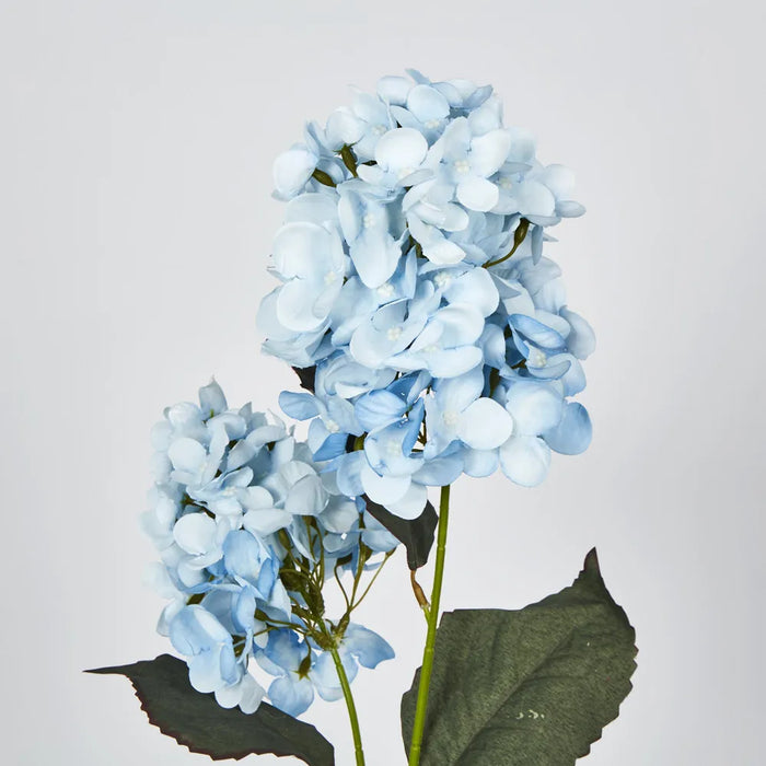 Light Blue Cone Hydrangea – Pack of 6