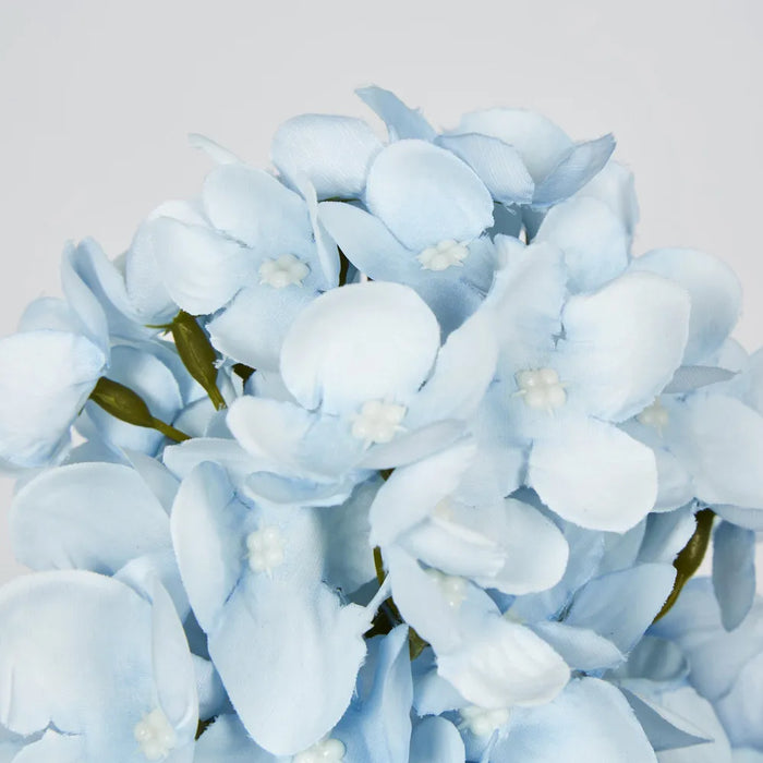 Light Blue Cone Hydrangea – Pack of 6