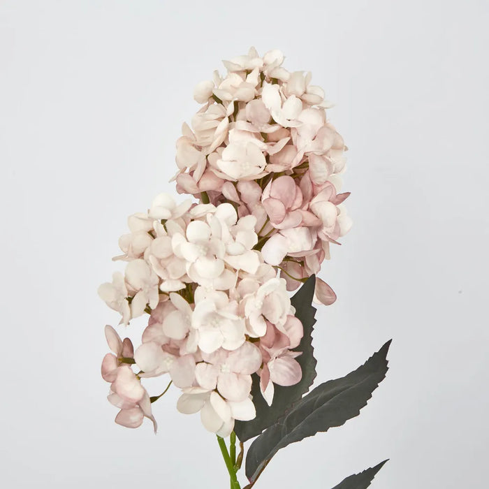 Light Pink Cone Hydrangea – Pack of 6