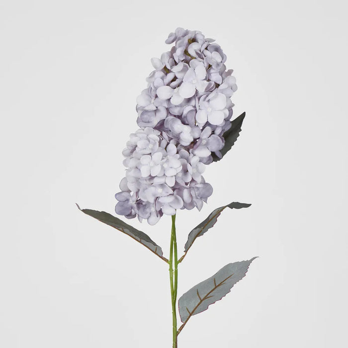 Lavender Cone Hydrangea – Pack of 6