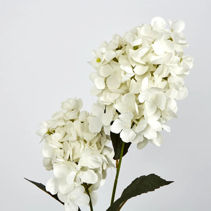 White Cone Hydrangea – Pack of 6