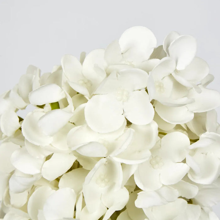 White Cone Hydrangea – Pack of 6