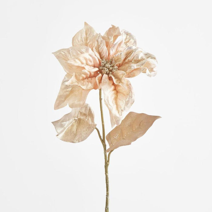 Champagne Gold Poinsettia – Pack of 12