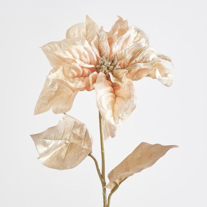 Champagne Gold Poinsettia – Pack of 12