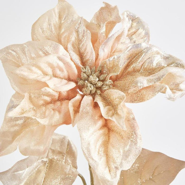 Champagne Gold Poinsettia – Pack of 12
