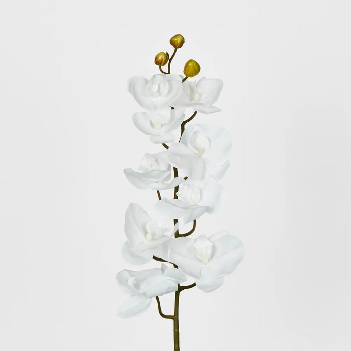 White Phalaenopsis Orchid – Pack of 36