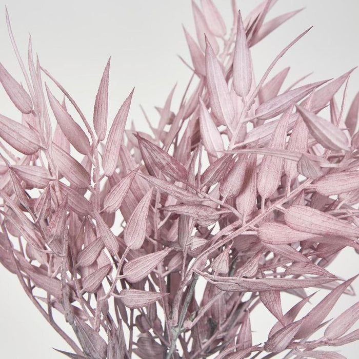 Bamboo Leaf Bush 70cm Purple Pack of 24