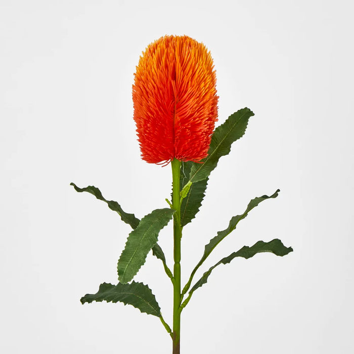 Orange Banksia Stem – Pack of 12