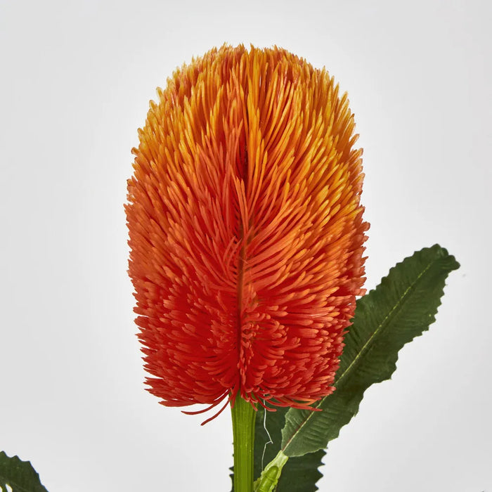 Orange Banksia Stem – Pack of 12