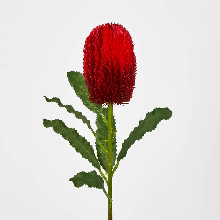 Red Banksia Stem – Pack of 12