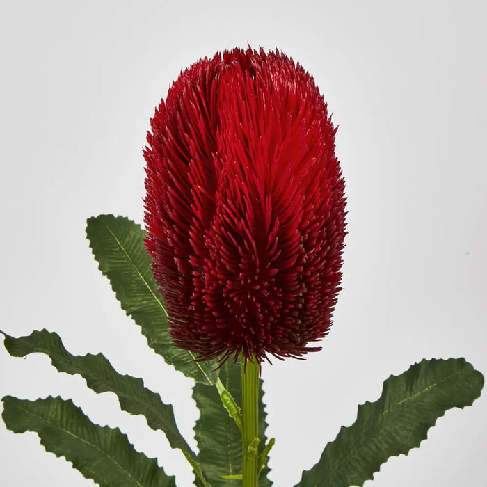 Red Banksia Stem – Pack of 12