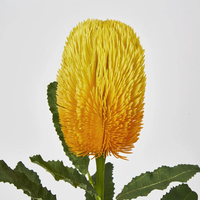 Yellow Gold Banksia Stem – Pack of 12