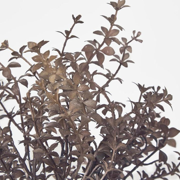 Wild Ruscus Bush Brown 70cm Pack of 24