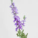 Delphinium 85cm Light Purple - Pack of 12