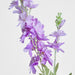 Delphinium 85cm Light Purple - Pack of 12