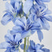 Delphinium 85cm Blue - Pack of 12