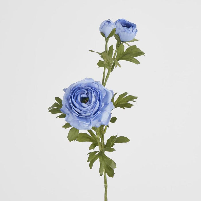 Pink Ranunculus Blue Buy Ranunculus Spray x 3 Blue 72cm - Pack of 12 | Premium Evergreen ...